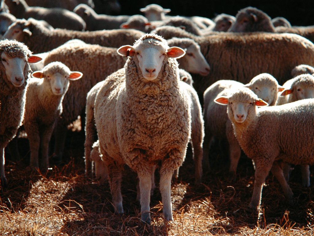 Schapen