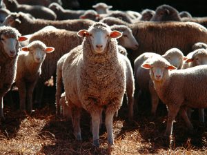 Schapen