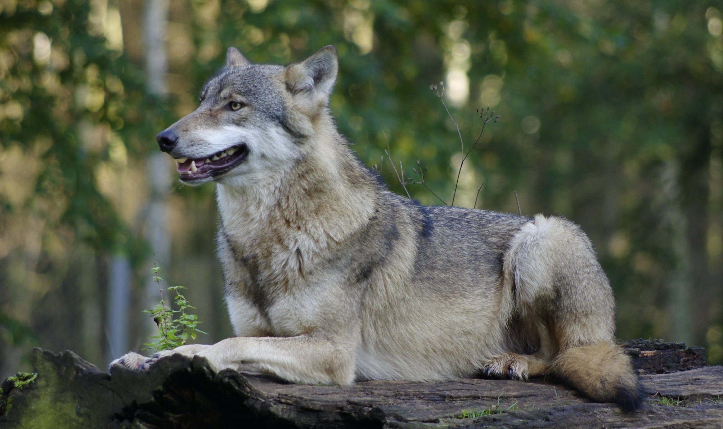 wolf
