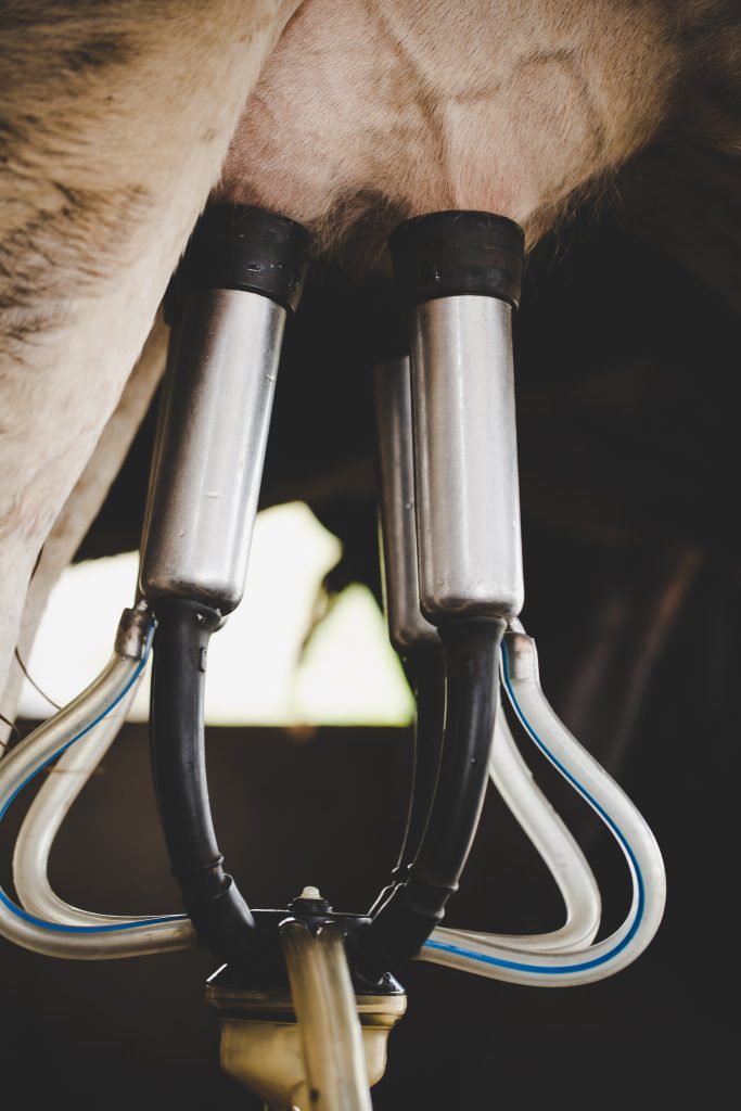 cow milking facility mechanized milking equipment