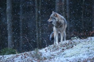 eurasian wolf white winter habitat beautiful winter forest