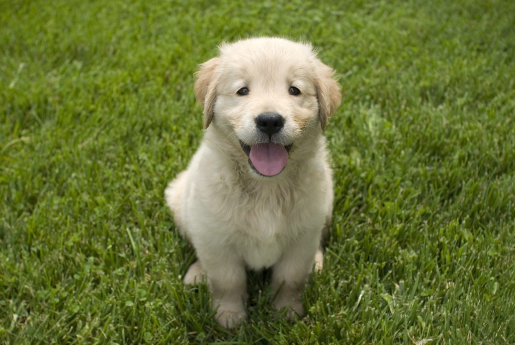 shallow focus shot cute golden retriever puppy sitting grass ground